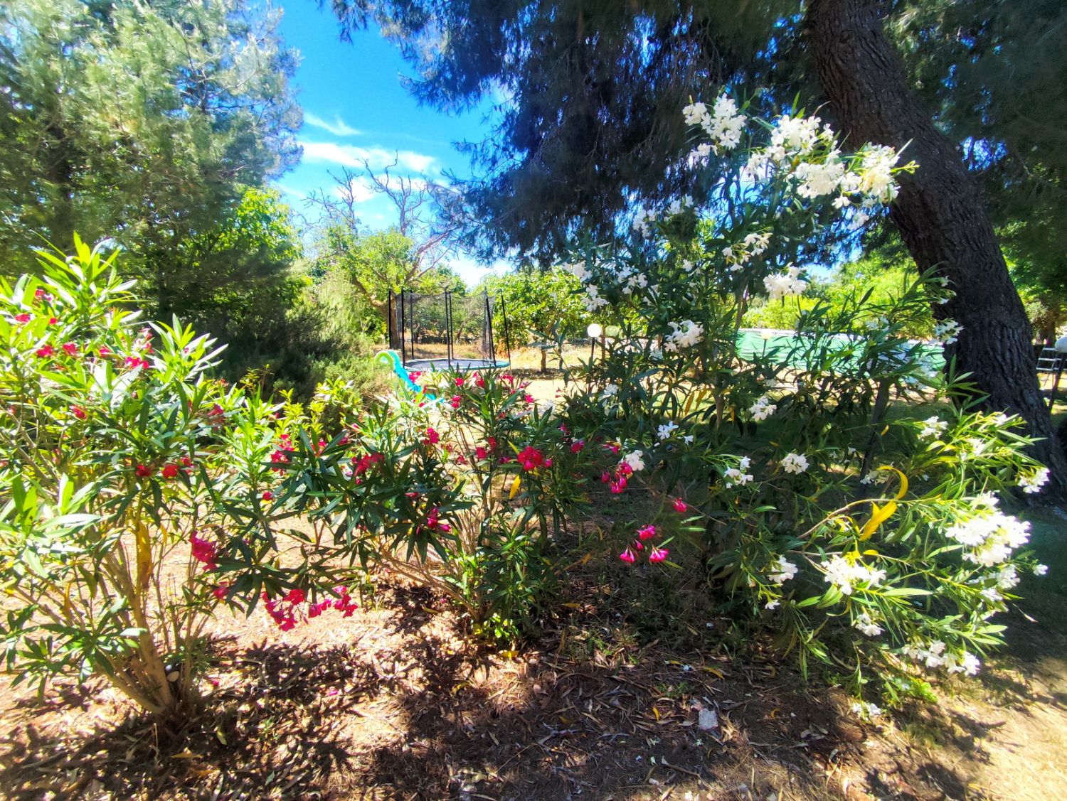 Giardino con oleandro